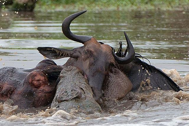 Cá sấu bắt linh dương đầu bò.