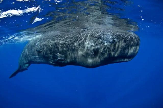 Cá nhà táng thuộc về bộ cá voi, phân bộ cá voi có răng. Long diên hương được cá nhà táng tạo ra còn quý hơn vàng.