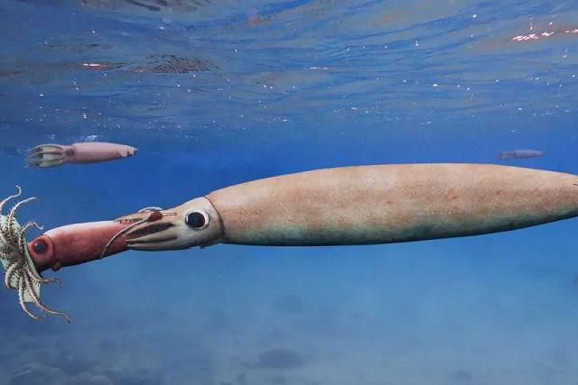 Hình ảnh minh họa cho thấy một con mực ma cà rồng lớn hơn tóm gọn đồng loại nhỏ hơn trong 8 xúc tu của nó. 