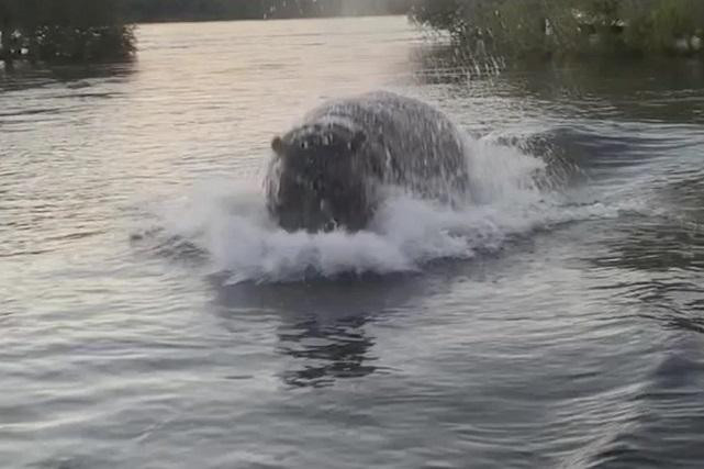 Con hà mã hung dữ, điên cuồng đuổi theo chiếc tàu cao tốc.