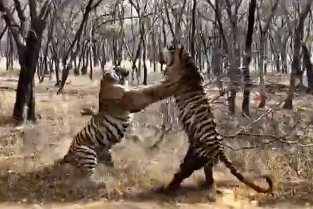 Hai chú hổ ác chiến dữ dội.