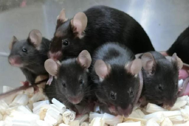 Chuột con được sinh ra từ tinh trùng đông lạnh được lưu trữ gần 6 năm trên ISS tiếp xúc với bức xạ không gian vẫn khỏe mạnh bình thường.