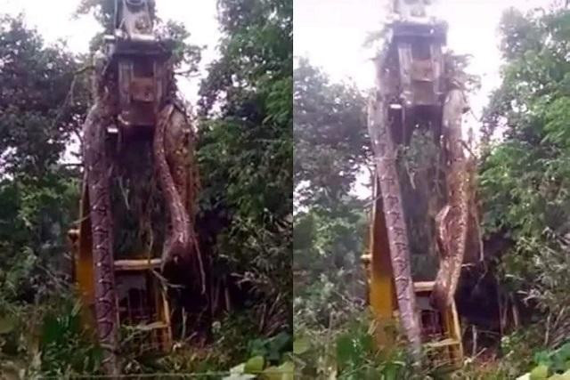 Rắn khổng lồ được cho là "lớn nhất thế giới" phải dùng cần cẩu nhấc lên.