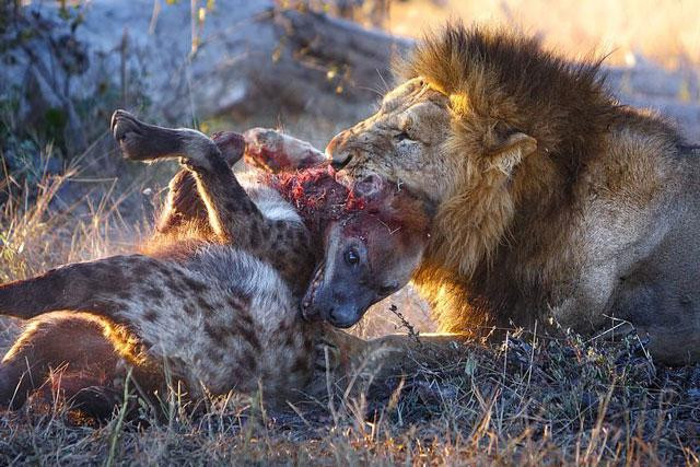 Linh cẩu không có đường thoát thân khi bị sư tử cắn chặt vào cổ.