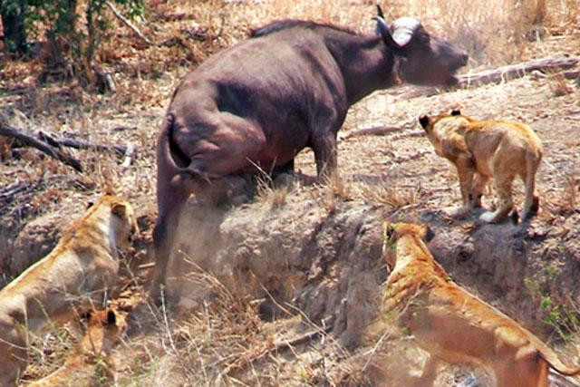 Bầy sư tử cố gắng bắt trâu rừng