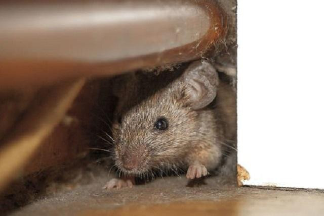 Hàng triệu con chuột đang khiến người dân Anh khốn khổ.