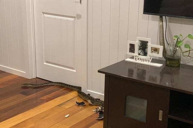 Vị khách "rùng rợn náo loạn" phòng khách lúc 5h sáng.