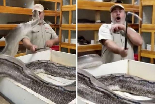 Clip: Sợ bị lấy mất trứng, trăn khổng lồ lao lên đớp, chủ vườn thú may mắn né kịp