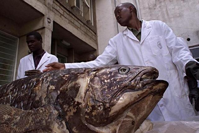 Loài cá "hóa thạch sống" có kích thước to lớn tương đương con người.