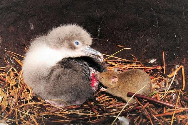 Chim hải âu con trở thành mục tiêu dễ bị chuột tấn công vì chúng bị bố mẹ bỏ lại một mình trong suốt mùa đông.