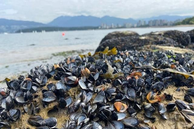 Sốc, nắng nóng kinh hoàng 'luộc chín' hơn một tỷ động vật ven biển Canada