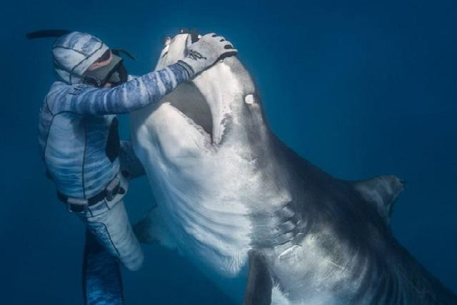 Thợ lặn bắt cá mập hổ khổng lồ để khám miệng.