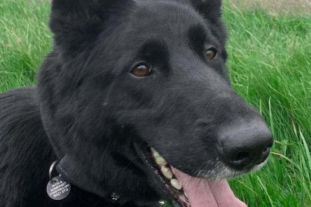 Chú chó cảnh sát anh hùng tên là Jet, 6 tuổi.