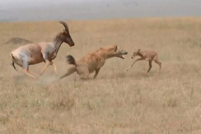 Vừa chào đời, linh dương con đã nhận cái kết thảm khốc khi chạm trán linh cẩu tinh ranh