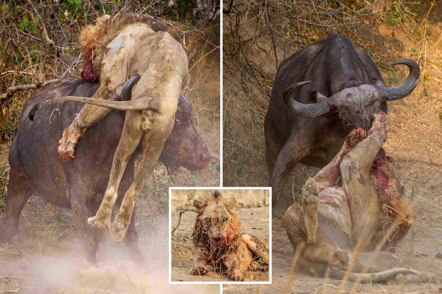 Trâu rừng tấn công khiến sư tử bị chấn thương nặng.