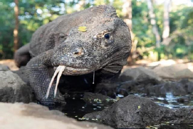 Loài rồng Komodo đã chuyển từ dễ bị đe dọa sang nguy cấp trong danh sách đỏ của IUCN. Ảnh: Gerardo Garcia/Chester Zoo.