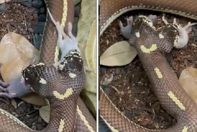 Nhiều người kinh ngạc khi thấy cảnh rắn 2 đầu nuốt 2 con chuột cùng lúc.