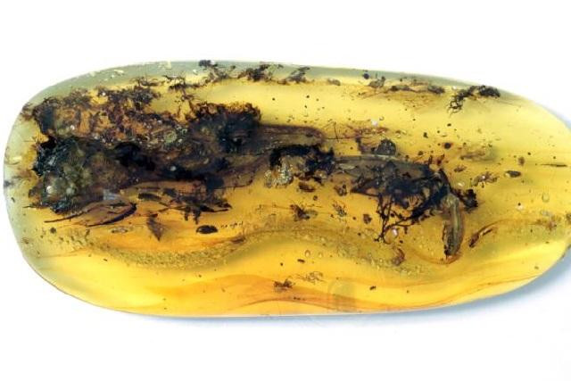 Miếng hổ phách tuyệt đẹp nhốt thằn lằn mà các nhà khoa học ban đầu nhầm là khủng long siêu nhỏ.