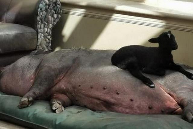 "Bố nuôi" Francisco nằm ngủ say sưa mặc cừu con tinh nghịch trèo lên bụng.