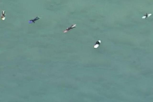 Đàn cá mập 5 con cách những người lướt sóng chỉ vài mét.