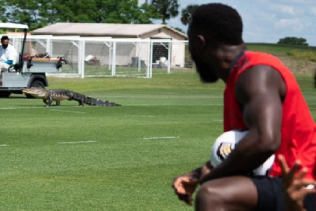 Clip cá sấu khổng lồ bò lổm ngổm chiếm sân tập khiến các cầu thủ 'hết hồn'