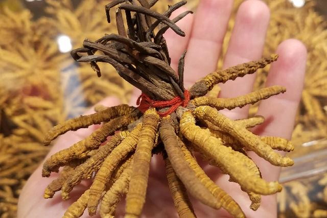 Nấm sâu bướm hay còn được biết đến với cái tên quen thuộc hơn là đông trùng hạ thảo.