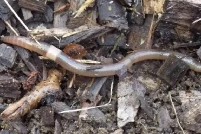 Giun điên đang là mối hiểm họa đe dọa những cánh rừng ở Đông Bắc Mỹ, khiến các nhà khoa học "đau đầu".