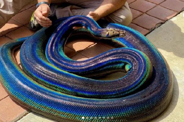 Rắn khổng lồ có màu da lấp lánh như cầu vồng gây "bão" cộng đồng mạng.