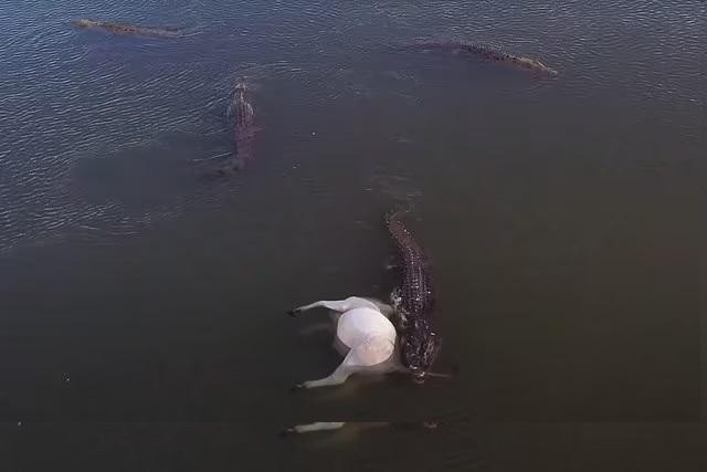 Đàn cá sấu chia nhau bữa trưa thịnh soạn, ngư dân liều mình cứu bò sa lầy trên sông