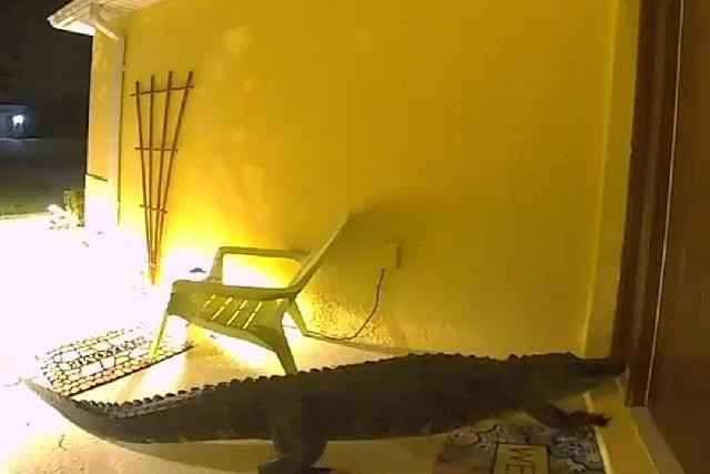 Clip: Nghe tiếng động lạ ngoài cửa lúc 4h sáng, check camera ớn lạnh thấy vị khách đáng sợ