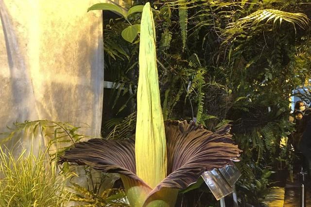 Cây hoa xác thối khổng lồ bất ngờ nở hoa khiến hàng nghìn người tò mò kéo đến xem.