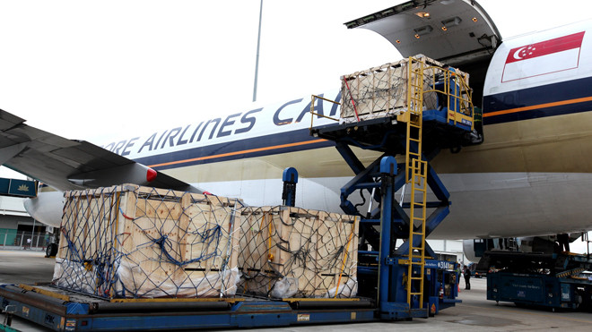 Quy trình vận chuyển bốc dỡ 200 con bò sữa tại sân bay Tân Sơn Nhất diễn ra chỉ trong hơn một giờ đồng hồ. Bò được chuyên chở trong các cũi gỗ theo tiêu chuẩn và quy định quốc tế, chuyên gia Australia đi áp tải và theo dõi sức khỏe đàn bò