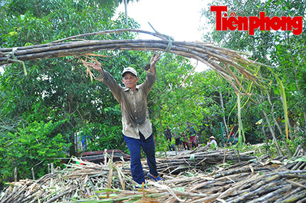 Hậu Giang: Dân trồng mía 'điêu đứng' vì nước lũ