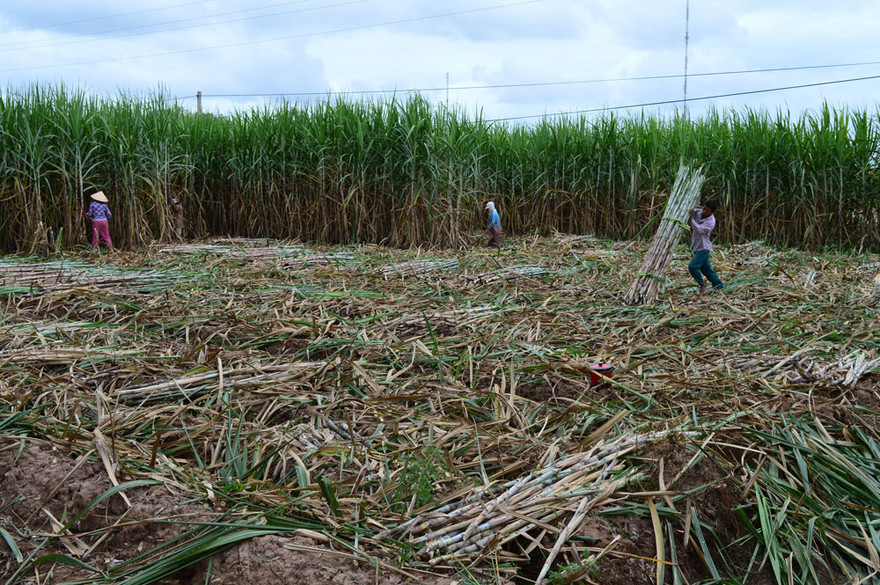 Nỗi lo thắt lòng trên những cánh đồng mía ở ĐBSCL