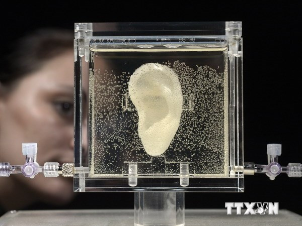 Bản sao sống động một bên tai của danh họa Hà Lan Vincent van Gogh. Ảnh: TTXVN 