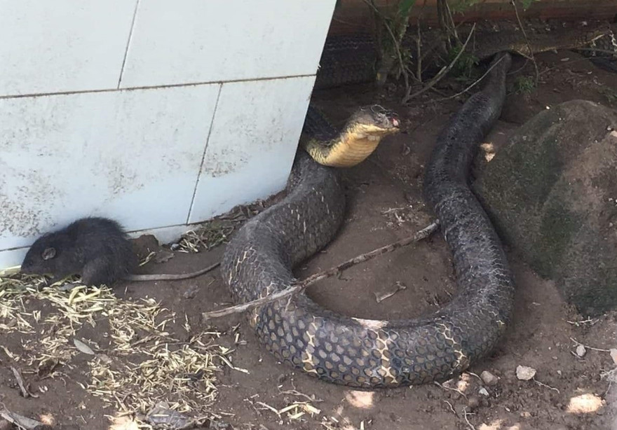 Sẽ thả cặp rắn hổ mây "khủng" về núi Cấm. 