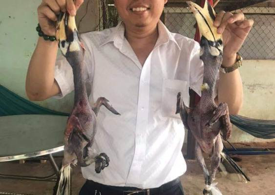 Hai con chim quý bị giết trên tay vị giám đốc 