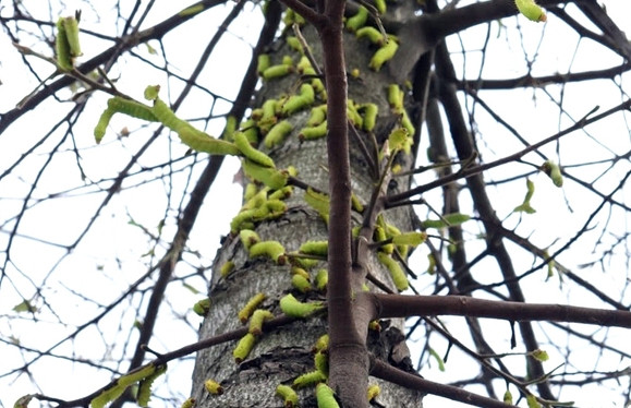 Sâu lạ lại tấn công hàng loạt cây xanh ở Bình Dương