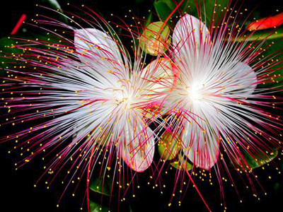 Hoa bàng vuông ở Trường Sa. Ảnh: Tuấn Nguyễn