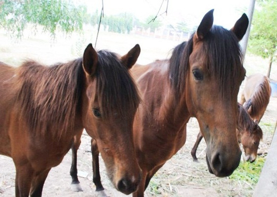 Hy hữu: Đàn ngựa hoang không chủ vô tư 'dạo phố' ở Bình Dương