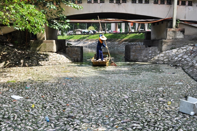 Kinh hoàng cá chết trắng hồ Thiền Quang