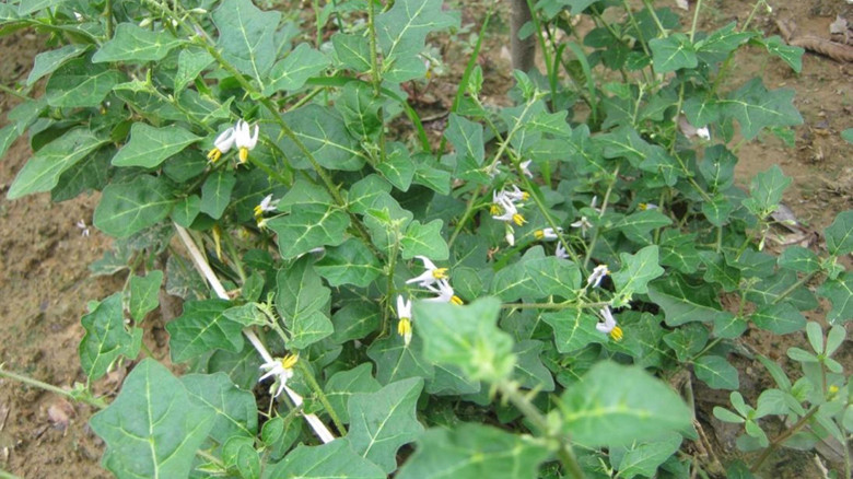 Cây Cà gai leo là dược liệu đã được nghiên cứu kỹ lưỡng 