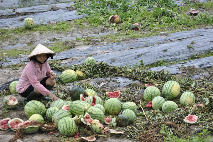 Người dân Quảng Ngãi khốn khổ vì dưa hấu mất giá. Ảnh: 