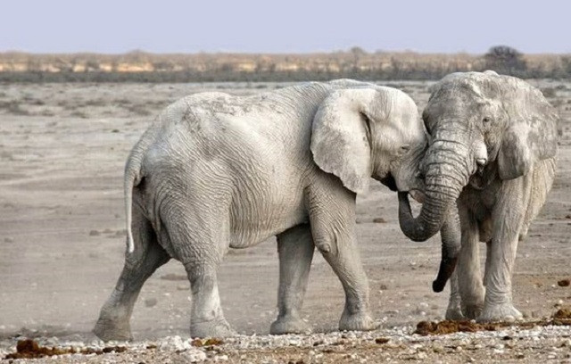 Những loài động vật phát ra tiếng kêu lớn nhất Trái Đất