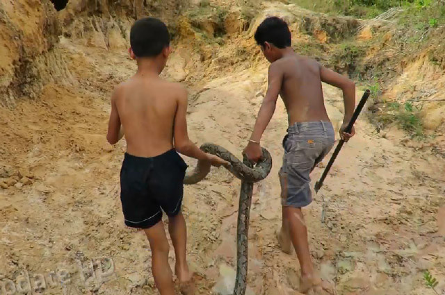 Clip: Rùng mình với cảnh 2 cậu bé bắt sống trăn