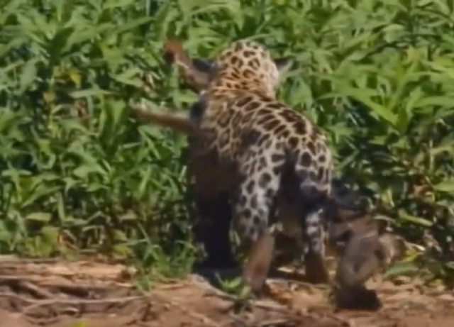 Clip: Báo đốm lội nước bắt trọn cá sấu 