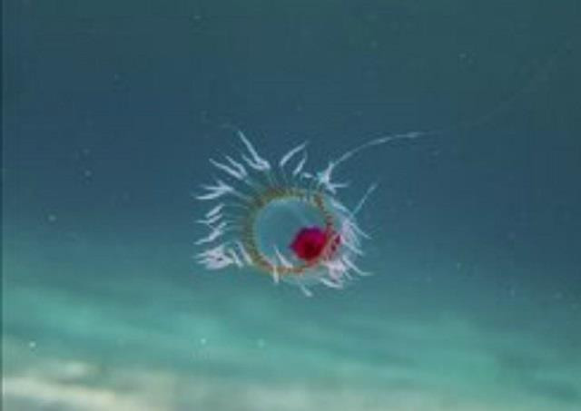  Top 10 loài động vật sống lâu nhất thế giới tự nhiên 