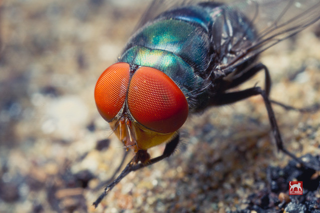 Các loài động vật nhìn thế giới như thế nào? 