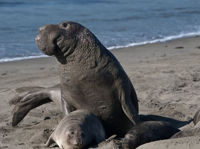 Hải tượng đực chiến đấu bảo vệ 'hậu cung' 