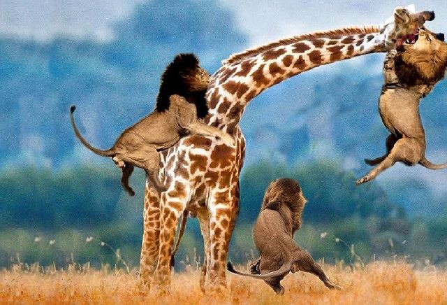  Những pha nhào lộn trên không để săn hươu cao cổ của sư tử